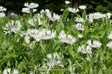 Centaurea montana 'Alba'