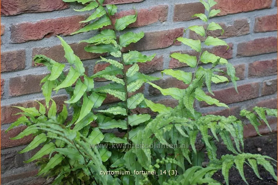 Cyrtomium fortunei