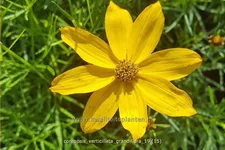Coreopsis verticillata 'Grandiflora'