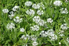 Centaurea montana 'Alba'