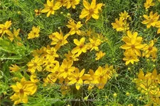 Coreopsis verticillata 'Grandiflora'
