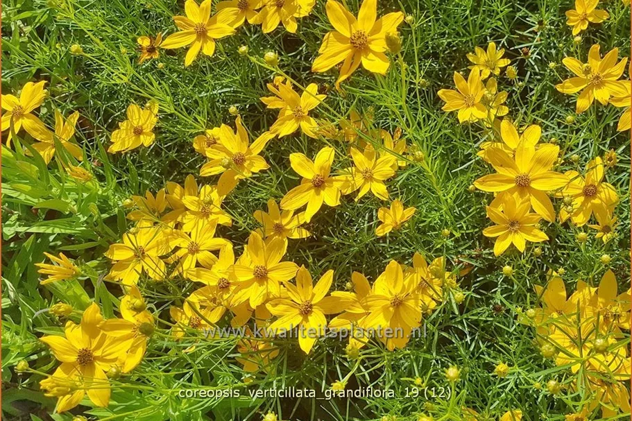 Coreopsis verticillata 'Grandiflora'