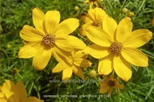 Coreopsis verticillata 'Grandiflora'