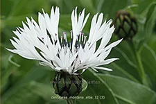 Centaurea montana 'Alba'