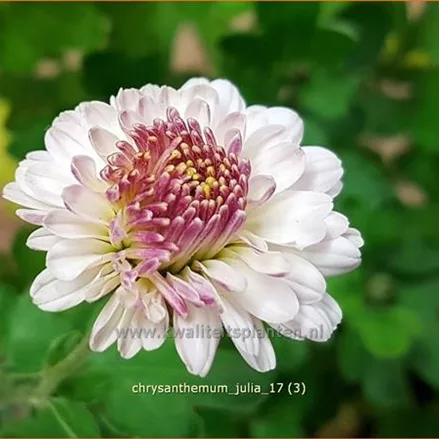 Chrysanthemum indicum 'Julia'