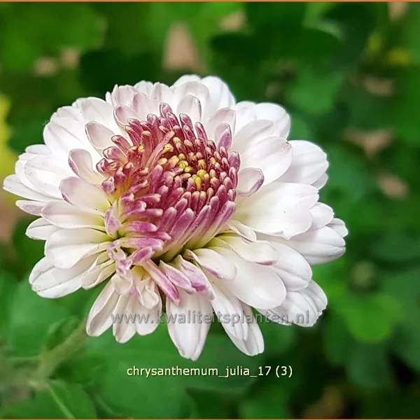 Chrysanthemum indicum 'Julia'