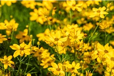 Coreopsis verticillata 'Grandiflora'