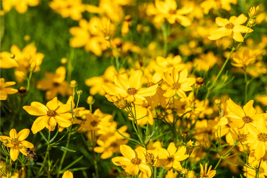 Coreopsis verticillata 'Grandiflora'