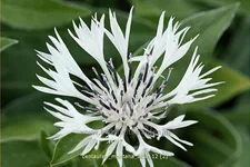 Centaurea montana 'Alba'