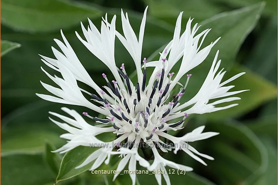 Centaurea montana 'Alba'