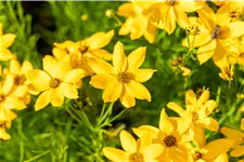 Coreopsis verticillata 'Grandiflora'