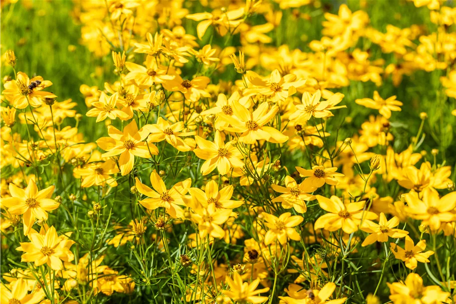 Coreopsis verticillata 'Grandiflora'