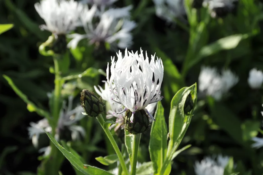 Centaurea montana 'Alba'