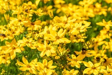 Coreopsis verticillata 'Grandiflora'