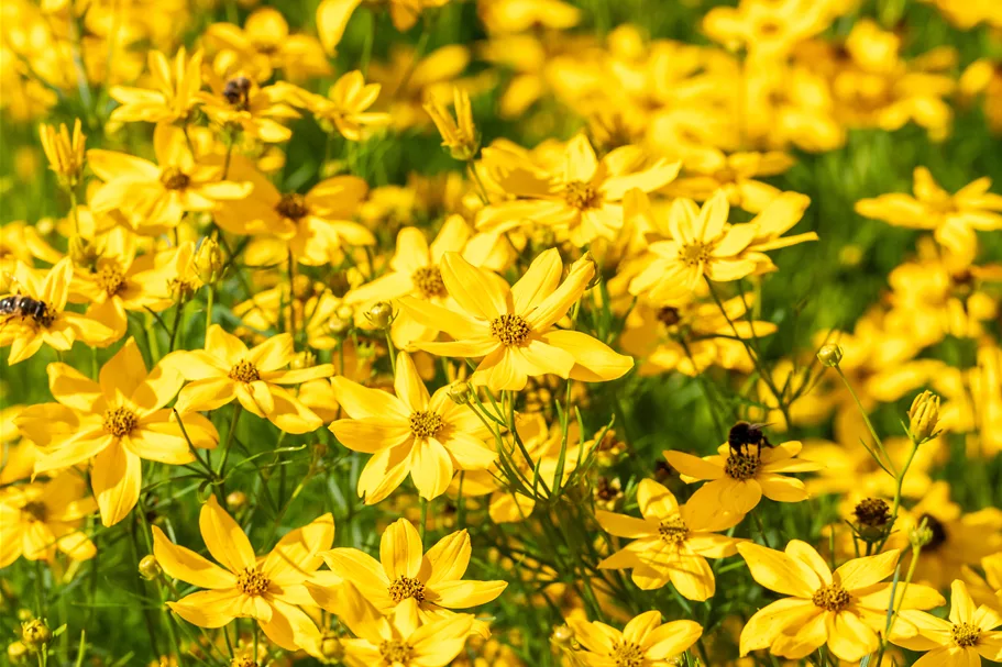 Coreopsis verticillata 'Grandiflora'