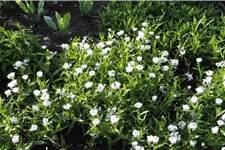 Centaurea montana 'Alba'