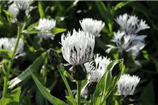 Centaurea montana 'Alba'
