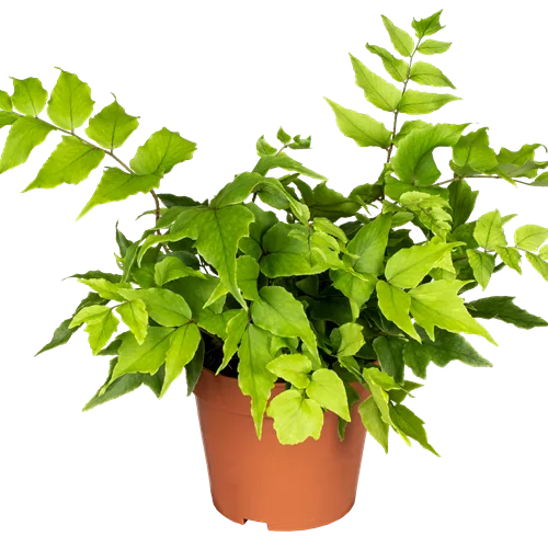 Cyrtomium fortunei