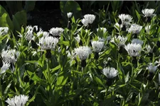 Centaurea montana 'Alba'
