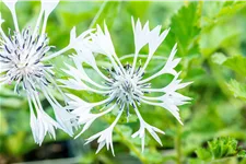 Centaurea montana 'Alba'