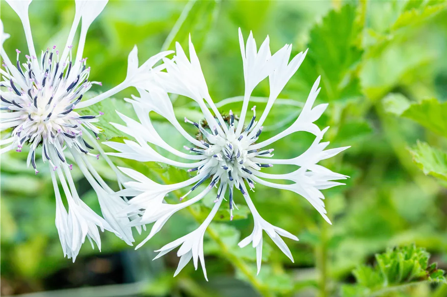 Centaurea montana 'Alba'