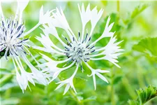 Centaurea montana 'Alba'