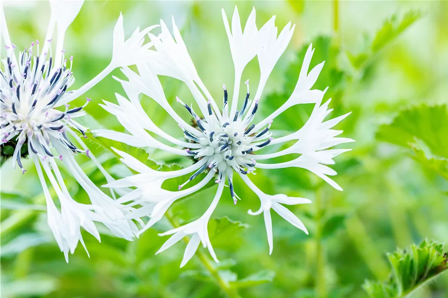 Centaurea montana 'Alba'