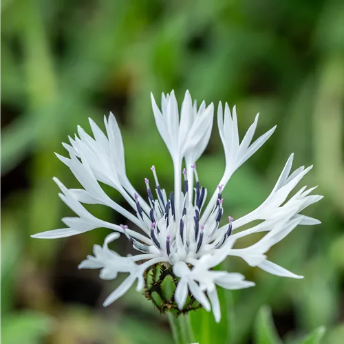 Centaurea montana 'Alba'