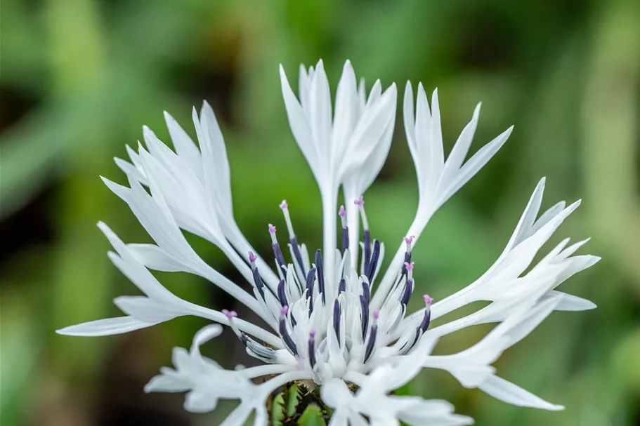 Centaurea montana 'Alba'