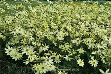 Coreopsis verticillata 'Moonbeam'