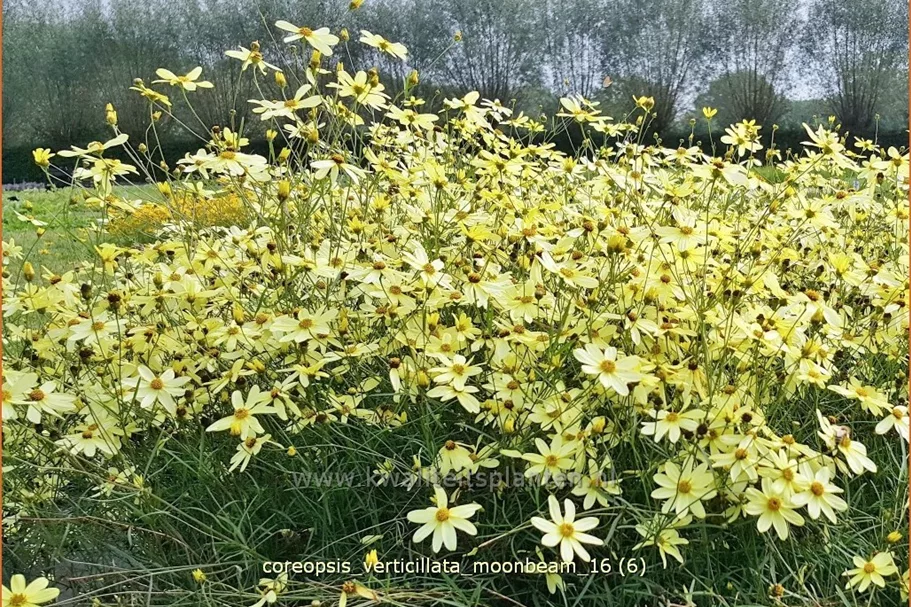 Coreopsis verticillata 'Moonbeam'