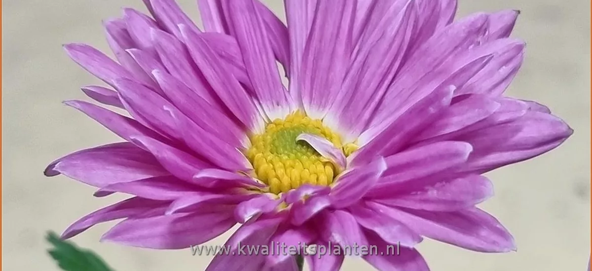 Chrysanthemum 'Karminriese'