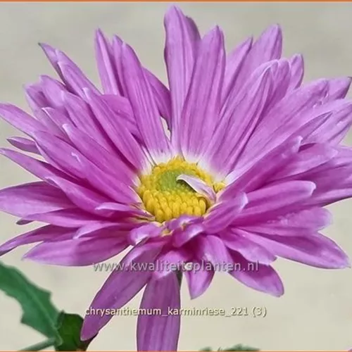 Chrysanthemum 'Karminriese'