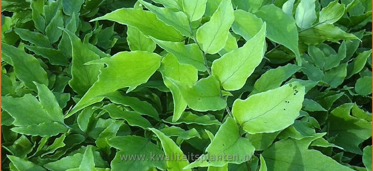 Cyrtomium fortunei 'Clivicola'