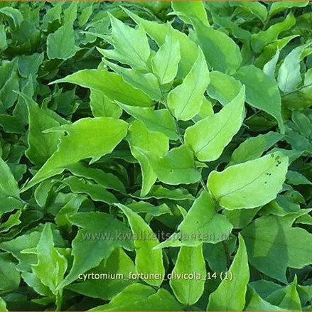 Cyrtomium fortunei 'Clivicola'