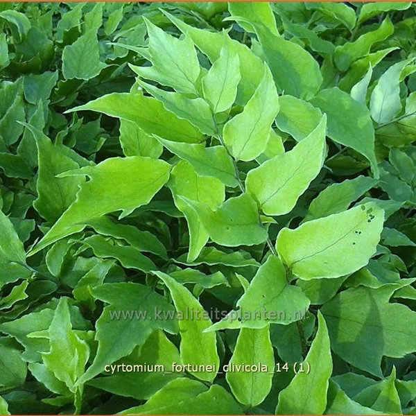 Cyrtomium fortunei 'Clivicola'