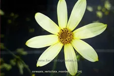 Coreopsis verticillata 'Moonbeam'