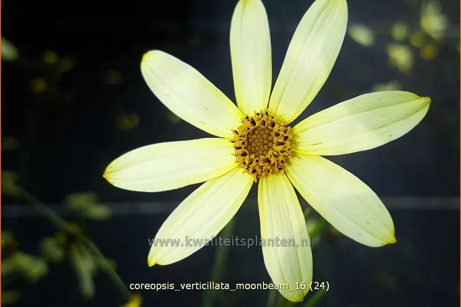 Coreopsis verticillata 'Moonbeam'