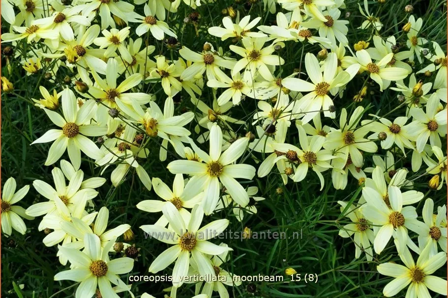 Coreopsis verticillata 'Moonbeam'