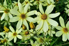 Coreopsis verticillata 'Moonbeam'