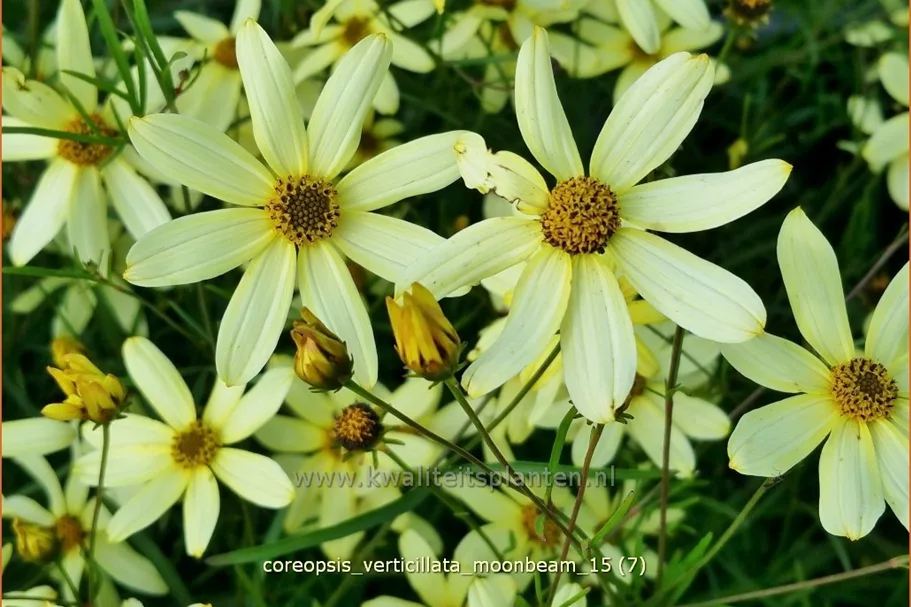 Coreopsis verticillata 'Moonbeam'