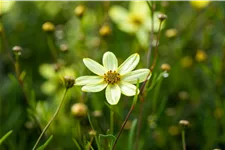 Coreopsis verticillata 'Moonbeam'
