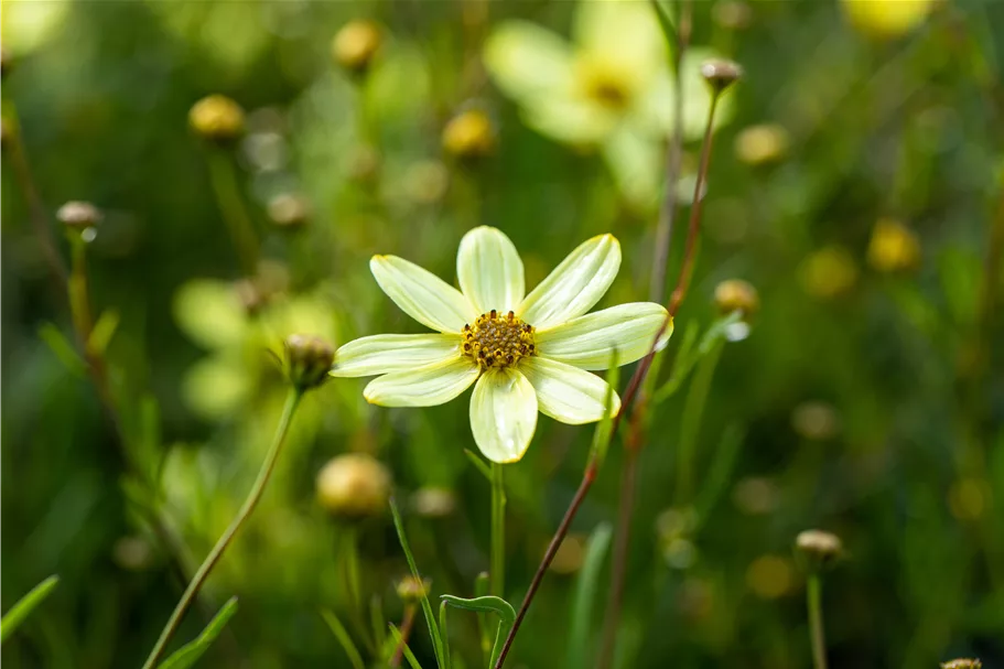 Coreopsis verticillata 'Moonbeam'