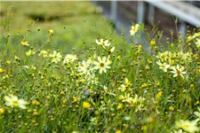 Coreopsis verticillata 'Moonbeam'