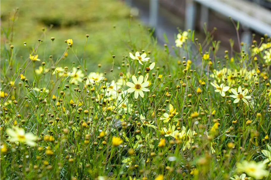 Coreopsis verticillata 'Moonbeam'