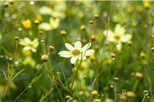 Coreopsis verticillata 'Moonbeam'
