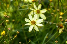 Coreopsis verticillata 'Moonbeam'