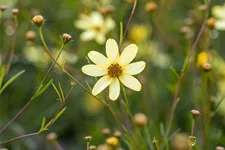 Coreopsis verticillata 'Moonbeam'