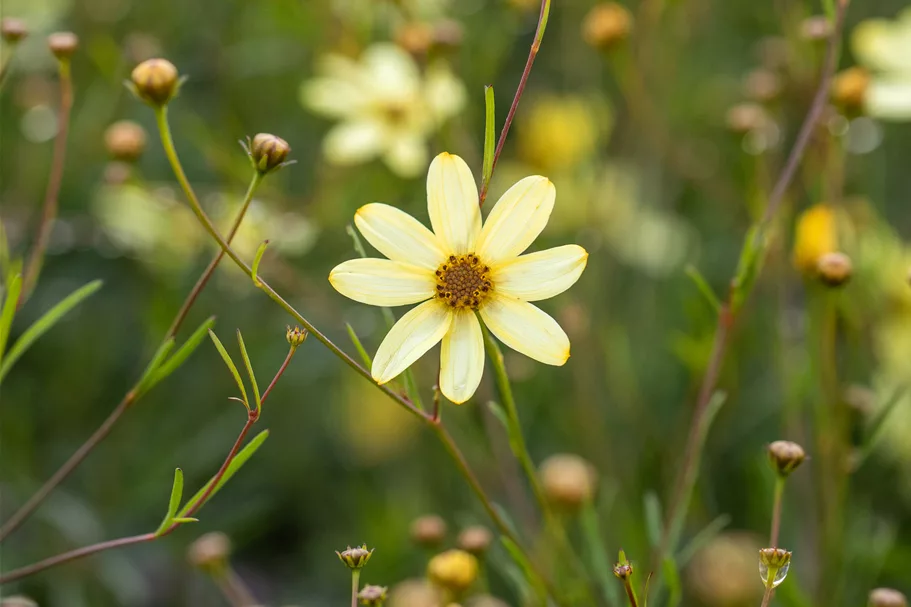 Coreopsis verticillata 'Moonbeam'