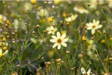 Coreopsis verticillata 'Moonbeam'